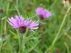 Knapweed